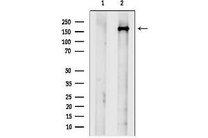 anti-Ubiquitin Specific Peptidase 54 (USP54) (Internal Region) antibody