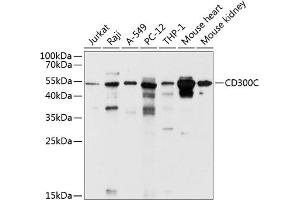 Western blot analysis of extracts of various cell lines, using CD300C antibody (ABIN6130071, ABIN6138161, ABIN6138162 and ABIN6214666) at 1:1000 dilution. (CD300c anticorps  (AA 21-183))