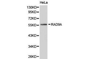 Western Blotting (WB) image for anti-RAD9 Homolog A (S. Pombe) (RAD9A) antibody (ABIN1874534) (RAD9A anticorps)