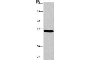 Western Blot analysis of Mouse brain tissue using ARC Polyclonal Antibody at dilution of 1:597 (ARC anticorps)