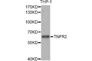 Western blot analysis of extracts of THP-1 cells, using TNFRSF1B antibody (ABIN5970451) at 1/1000 dilution. (TNFRSF1B anticorps)