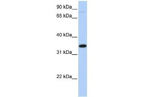 SLC44A3 antibody used at 1 ug/ml to detect target protein. (SLC44A3 anticorps  (Middle Region))