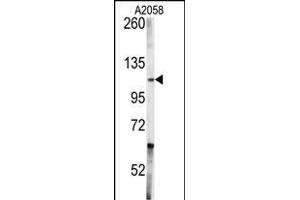 Western blot analysis of anti-ABL1 Antibody (Center) SP7694d in  cell line lysates (35 μg/lane). (ABL1 anticorps  (AA 741-769))