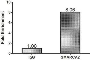 Chromatin Immunoprecipitation Hela (1. (SMARCA2 anticorps  (AA 700-1216))