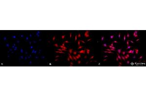Immunocytochemistry/Immunofluorescence analysis using Rat Anti-HSF1 Monoclonal Antibody, Clone 4B4 . (HSF1 anticorps  (AA 425-439) (HRP))