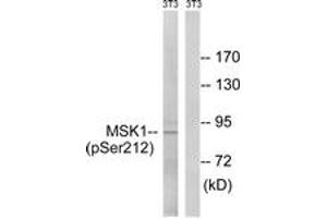 Western blot analysis of extracts from NIH-3T3 cells treated with EGF 200ng/ml 5', using MSK1 (Phospho-Ser212) Antibody. (MSK1 anticorps  (pSer212))