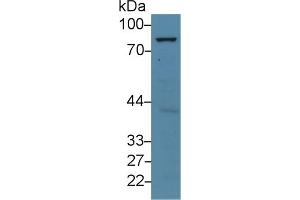 Western blot analysis of Human HeLa cell lysate, using Mouse AATF Antibody (5 µg/ml) and HRP-conjugated Goat Anti-Rabbit antibody ( (AATF anticorps  (AA 240-438))