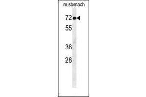 Western blot analysis of MCAF2 Antibody (Center) in mouse stomach tissue lysates (35ug/lane).