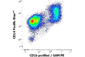 Flow cytometry multicolor surface staining pattern of human stimulated (GM-CSF + IL-4) peripheral blood mononuclear cells using anti-human CD1b (SN13) purified antibody (concentration in sample 9 μg/mL, GAM PE) and anti-human CD14 (MEM-15) Pacific Blue antibody (4 μL reagent per milion cells in 100 μL of cell suspension). (CD1b anticorps)