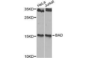 Western blot analysis of extracts of various cell lines, using BAD antibody. (BAD anticorps)