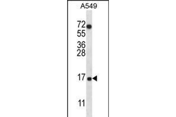 COX7A2L anticorps  (AA 37-65)