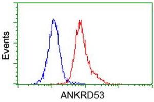Image no. 3 for anti-Ankyrin Repeat Domain 53 (ANKRD53) (AA 1-300) antibody (ABIN1490723) (ANKRD53 anticorps  (AA 1-300))