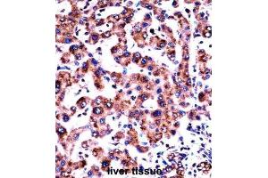 Immunohistochemistry (IHC) image for anti-Histamine Receptor H1 (HRH1) antibody (ABIN2997979) (HRH1 anticorps)