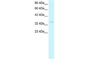 WB Suggested Anti-HEY1 Antibody  Titration: 2. (HEY1 anticorps  (C-Term))