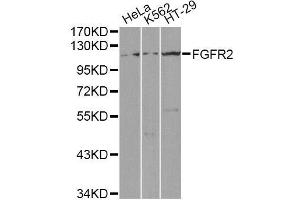Western blot analysis of extracts of various cell lines, using FGFR2 antibody (ABIN5971103) at 1/1000 dilution. (FGFR2 anticorps)