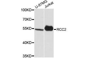 Western blot analysis of extracts of various cell lines, using RCC2 antibody. (RCC2 anticorps  (AA 323-522))