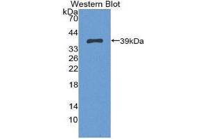 Western Blotting (WB) image for anti-Trophoblast Glycoprotein (TPBG) (AA 32-351) antibody (ABIN2118806) (TPBG anticorps  (AA 32-351))
