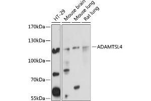 Western blot analysis of extracts of various cell lines, using  Antibody (ABIN6133083, ABIN6136547, ABIN6136548 and ABIN6220761) at 1:1000 dilution. (ADAMTSL4 anticorps  (AA 795-1074))
