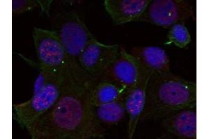 Immunofluorescence staining of methanol-fixed HeLa cells using Rel (phospho-Ser503) antibody (E011020, Red) (c-Rel anticorps  (pSer503))