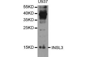 Western blot analysis of extracts of U937 cell line, using INSL3 antibody. (INSL3 anticorps)