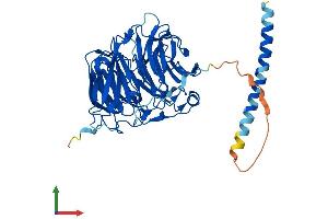 AlphaFold protein structure predicition of Mouse Recombinant Coro1c Protein, UniprotID Q9WUM4