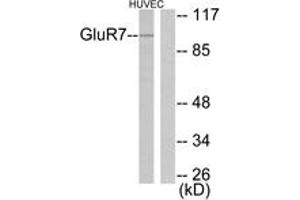 Western Blotting (WB) image for anti-Glutamate Receptor, Metabotropic 7 (GRM7) (AA 866-915) antibody (ABIN2889207) (GRM7 anticorps  (AA 866-915))