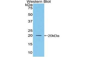 Western Blotting (WB) image for anti-Microfibrillar Associated Protein 5 (MFAP5) (AA 24-162) antibody (ABIN1859807) (MFAP5 anticorps  (AA 24-162))