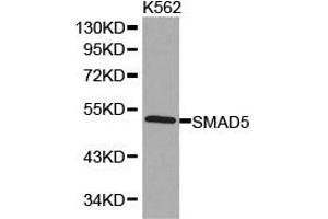 Western Blotting (WB) image for anti-SMAD, Mothers Against DPP Homolog 5 (SMAD5) antibody (ABIN1874857)