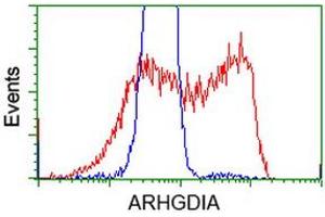 HEK293T cells transfected with either RC200902 overexpress plasmid (Red) or empty vector control plasmid (Blue) were immunostained by anti-ARHGDIA antibody (ABIN2452781), and then analyzed by flow cytometry.