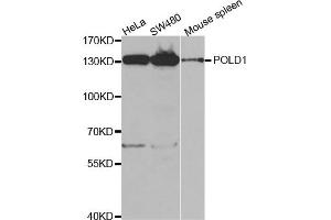 Western Blotting (WB) image for anti-Polymerase (DNA Directed), delta 1, Catalytic Subunit 125kDa (POLD1) antibody (ABIN1876511) (POLD1 anticorps)