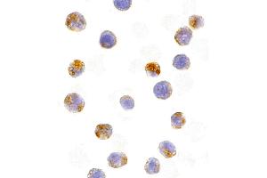 Immunohistochemistry (IHC) image for anti-Activation-Induced Cytidine Deaminase (AICDA) (C-Term) antibody (ABIN1030226) (AICDA anticorps  (C-Term))