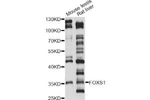 Western blot analysis of extracts of various cell lines, using FOXS1 antibody (ABIN6293148) at 1:1000 dilution.