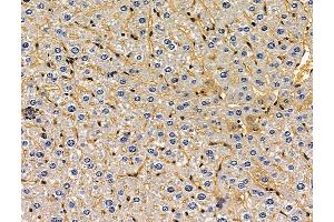 ABIN7096207 and ABIN7100269 at 1/100 staining mouse liver tissue by IHC-P.
