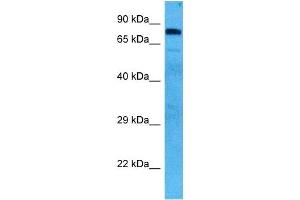 Host:  Mouse  Target Name:  HSP90AB1  Sample Tissue:  Mouse Skeletal Muscle  Antibody Dilution:  1ug/ml (HSP90AB1 anticorps  (N-Term))