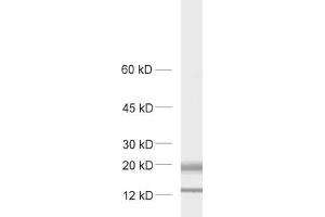 dilution: 1 : 1000, sample: rat brain homogenate. (MAL2 anticorps  (AA 13-28))