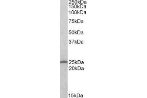 Western Blotting (WB) image for RAN, Member RAS Oncogene Family (RAN) peptide (ABIN368739) (RAN, Member RAS Oncogene Family (RAN) Peptide)