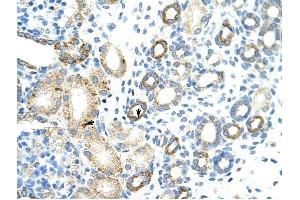 anti-MGC27016 (N-Term) antibody