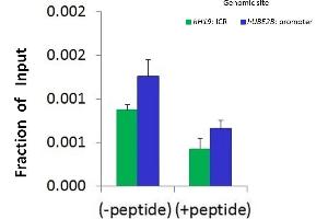 Chromatin Immunoprecipitation (ChIP) Using JUN antibody - N-terminal region  and HCT116 Cells