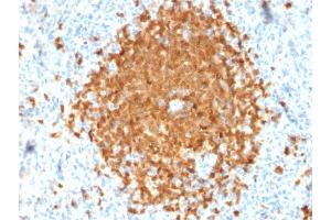 Formalin-fixed, paraffin-embedded human Spleen stained with BOB1 Monospecific Mouse Monoclonal Antibody (BOB1/2424).