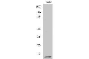 Western Blotting (WB) image for anti-Macrophage Migration Inhibitory Factor (Glycosylation-Inhibiting Factor) (MIF) (Internal Region) antibody (ABIN3185564)