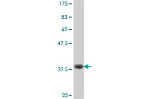 Western Blot detection against Immunogen (35.