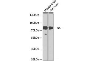 Western blot analysis of extracts of various cell lines using NSF Polyclonal Antibody at dilution of 1:1000. (NSF anticorps)