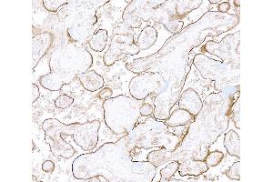 Immunohistochemistry (IHC) image for anti-Thrombomodulin (THBD) (AA 17-515) antibody (ABIN7795643)