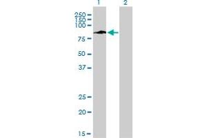 Western Blot analysis of IFI16 expression in transfected 293T cell line by IFI16 monoclonal antibody (M03), clone 2E3.