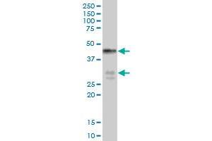 BNIPL MaxPab polyclonal antibody. (BNIPL anticorps  (AA 1-275))