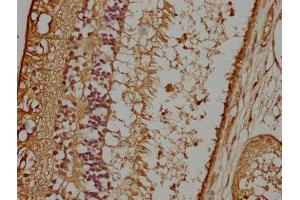 IHC image of ABIN7162249 diluted at 1:100 and staining in paraffin-embedded human eye tissue performed on a Leica BondTM system. (OPTC anticorps  (AA 20-332))