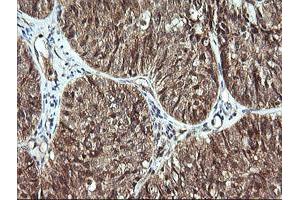 Image no. 1 for anti-Cell Division Cycle 123 Homolog (CDC123) antibody (ABIN1497389) (CDC123 anticorps)