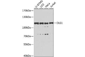 Western blot analysis of extracts of various cell lines, using DLG1 antibody (ABIN6130273, ABIN6139646, ABIN6139648 and ABIN6224636) at 1:1000 dilution. (DLG1 anticorps  (AA 1-190))