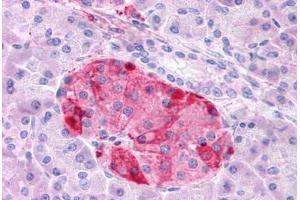 Anti-GIPR antibody  ABIN1048655 IHC staining of human pancreas.