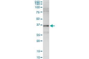Immunoprecipitation of CACNG7 transfected lysate using anti-CACNG7 MaxPab rabbit polyclonal antibody and Protein A Magnetic Bead , and immunoblotted with CACNG7 purified MaxPab mouse polyclonal antibody (B01P) .